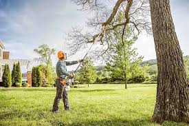 How Our Tree Care Process Works  in  Cheval, FL