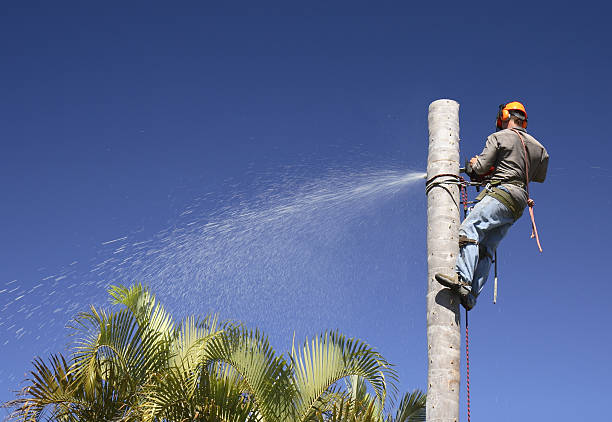 Best Stump Grinding and Removal  in Cheval, FL