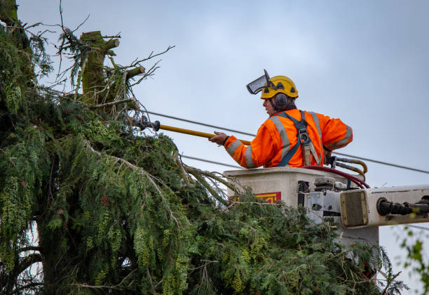 Best Tree and Shrub Care  in Cheval, FL