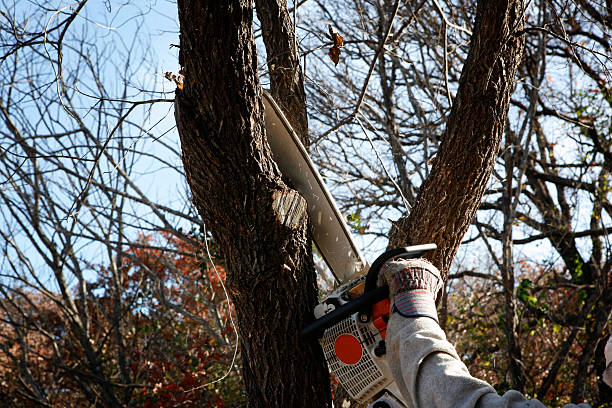 Reliable Cheval, FL Tree Services Solutions