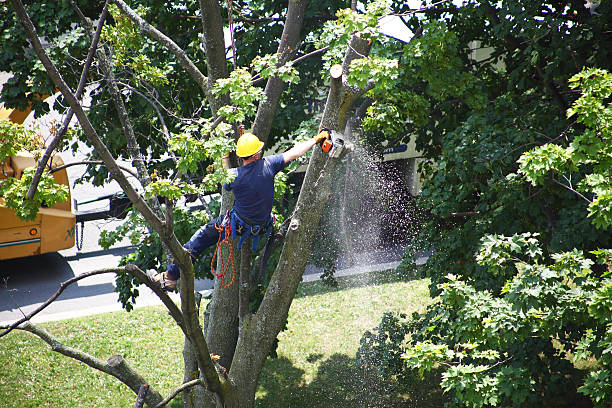 Best Utility Line Clearance  in Cheval, FL